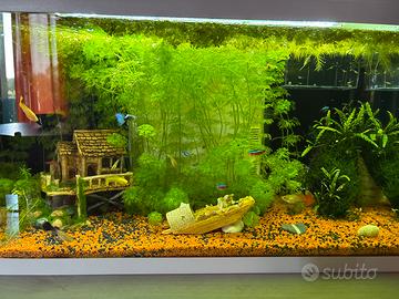 Avannotti di guppy(piccoli di guppy) vari colori