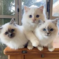 Maschietti Sacri di Birmania