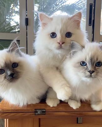 Maschietti Sacri di Birmania