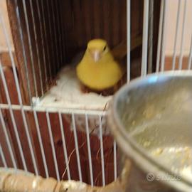 Canarini coppia riproduttiva