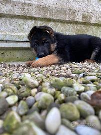 Cuccioli pastore tedesco
