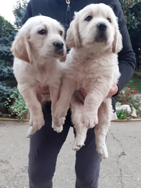 Golden retriver cuccioli affetuosi