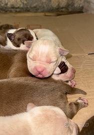 Pitbull