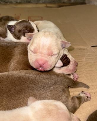 Pitbull