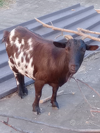 Capretta nana Tibetana