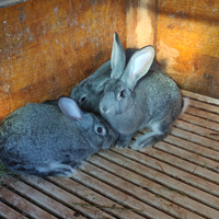 Conigli razza grigio di carmagnola in purezza