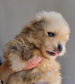 Cuccioli Spitz tedesco Nano/Pomerania