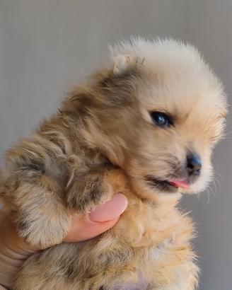 Cuccioli Spitz tedesco Nano/Pomerania