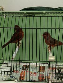 Coppia di canarini nero rosso