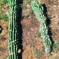 Cactus giganti