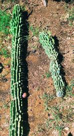 Cactus giganti