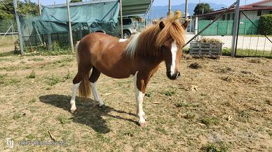 Pony