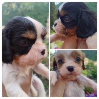 Cavalier king cuccioli