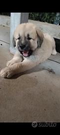 Disponibili cuccioli kangal