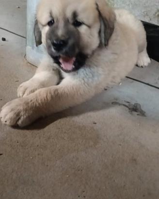 Disponibili cuccioli kangal