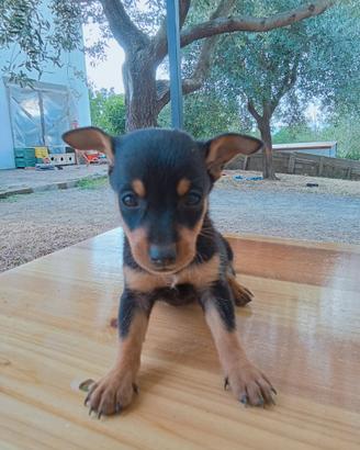 Cuccioli taglia piccola mix pincher