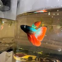 Betta Splendens Half Moon