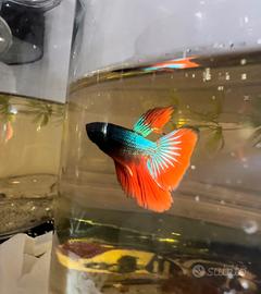 Betta Splendens Half Moon