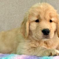 Cucciola Golden Retriever linea americana