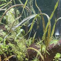 Acquario acqua dolce 300 litri completo di pompa,