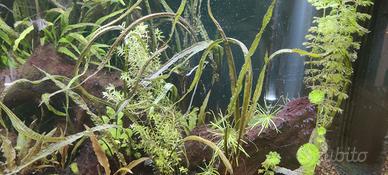 Acquario acqua dolce 300 litri completo di pompa,