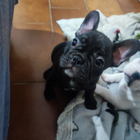 Cuccioli bulldog francese