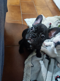 Cuccioli bulldog francese
