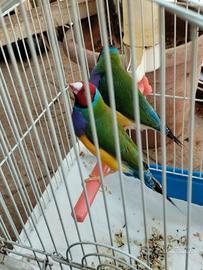 Diamanti di gould