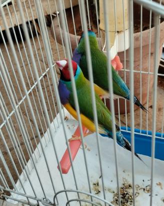 Diamanti di gould