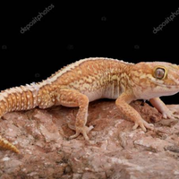 Geco ciliatus , geco picta