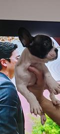 Bulldog francese femmina