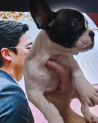 Bulldog francese femmina