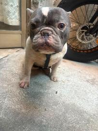 Bulldog francese