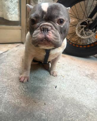 Bulldog francese