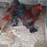 Gallo brahma