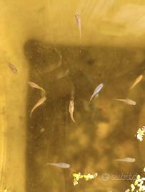 Oryzias latipes - medaka GROSSI GRUPPI