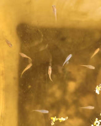Oryzias latipes - medaka GROSSI GRUPPI