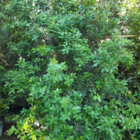 Siepi pronto effetto per addobbi e giardini