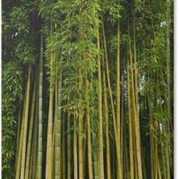 canne di bamboo