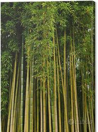 canne di bamboo