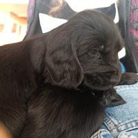 Cuccioli cocker neri