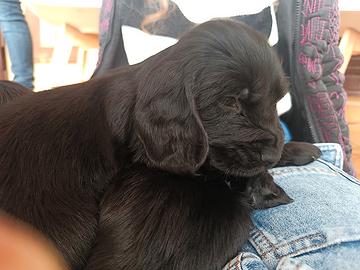 Cuccioli cocker neri