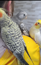 Calopsite Allevati a mano