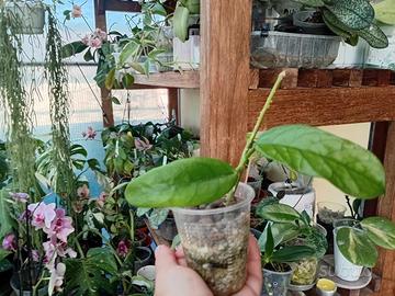 hoya glabulosa 