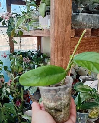 hoya glabulosa 