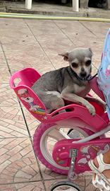 Animali