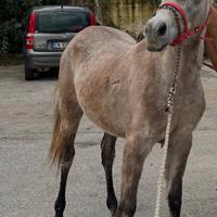 Cavallo