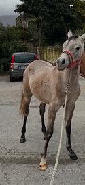 Cavallo