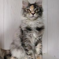Maine coon cucciola con pedigree
