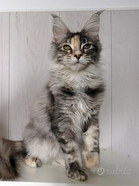 Maine coon cucciola con pedigree